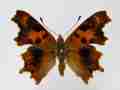 Polygonia c-album (coldshock)2 (Internet Image property of respective owner, non-commercial use only)
